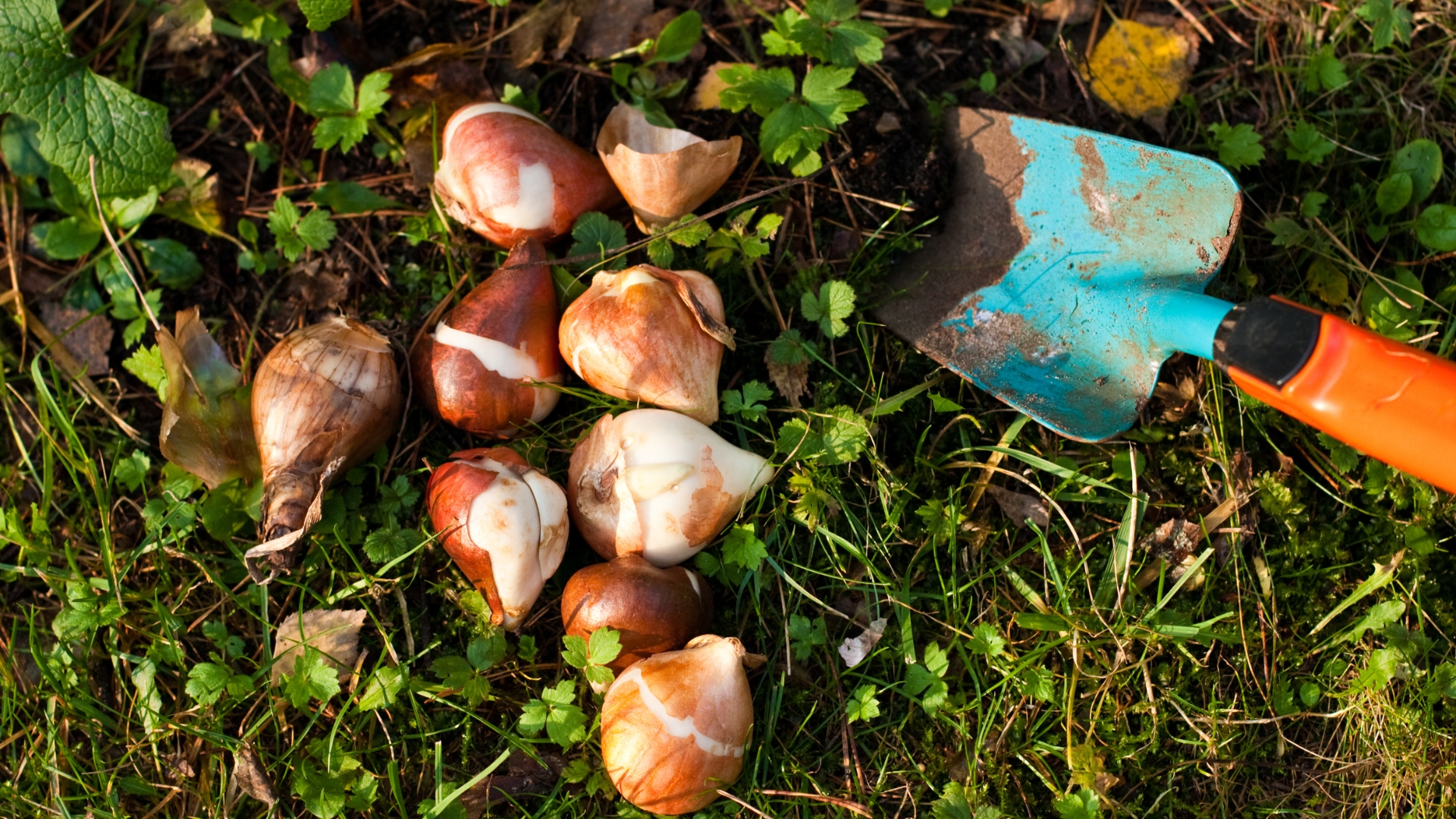 bulb planting in garden