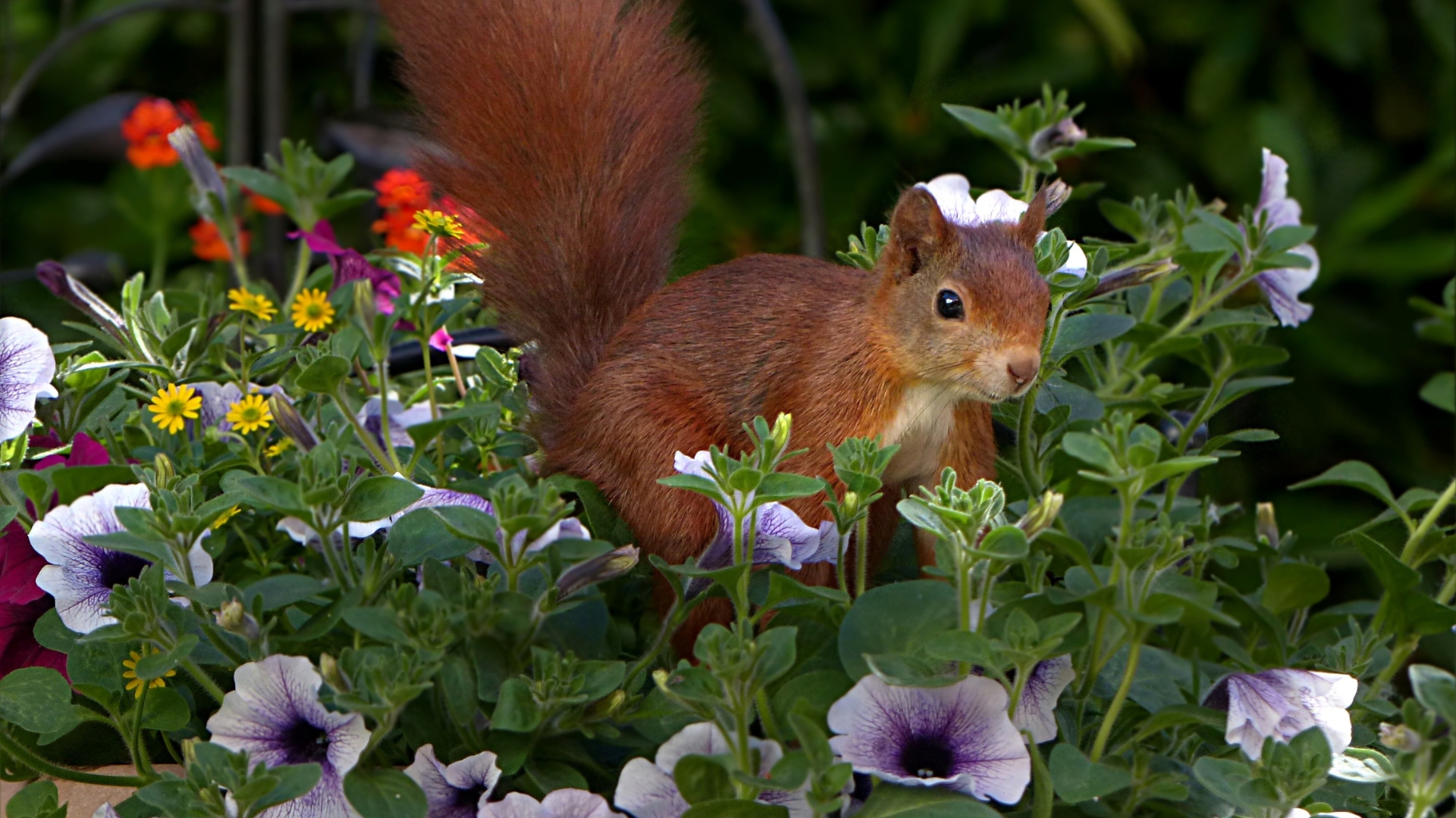 squirrel in a flower bed