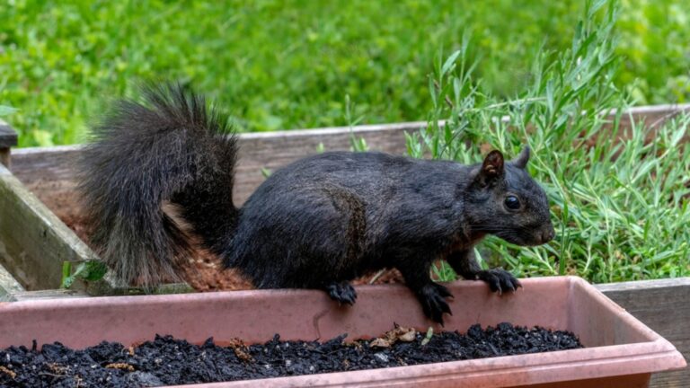 black squirrel on the planter