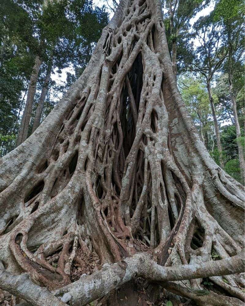 Strangler Fig