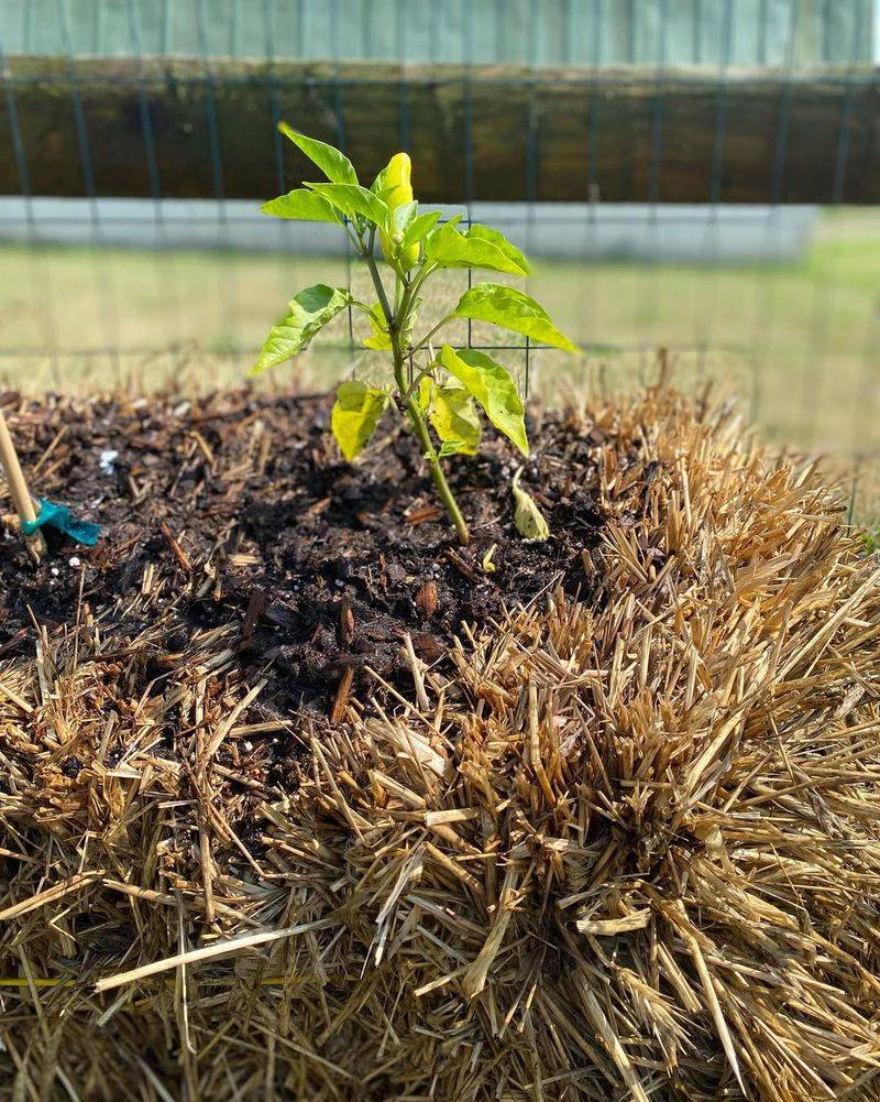 Straw Bale Garden