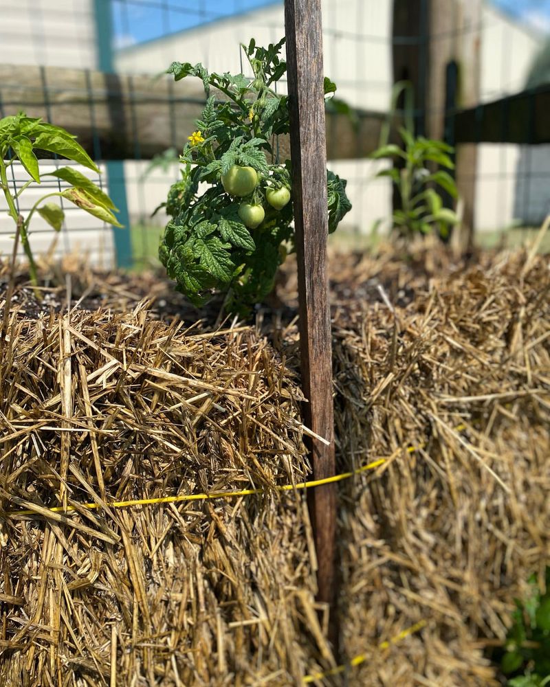 Straw Bale Gardening