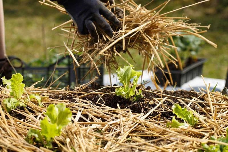 Straw Mulching