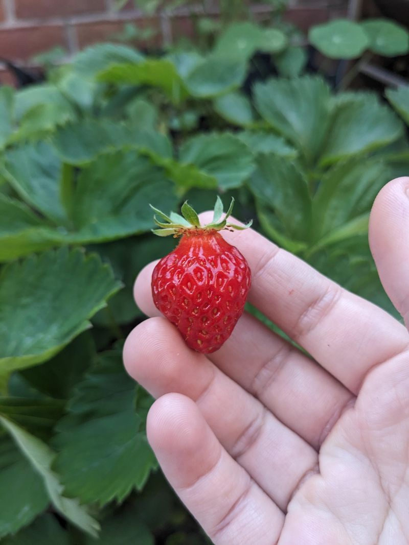 Strawberries