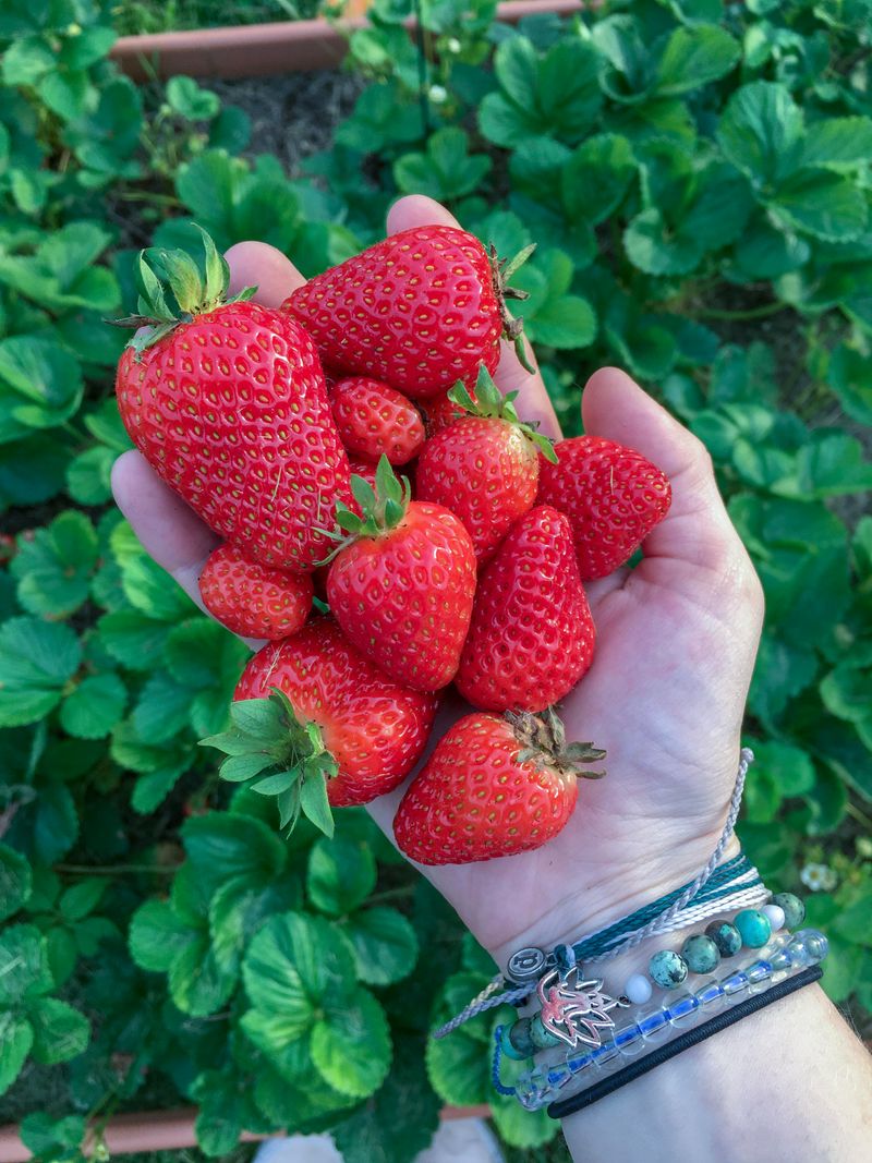 Strawberries Are Berries