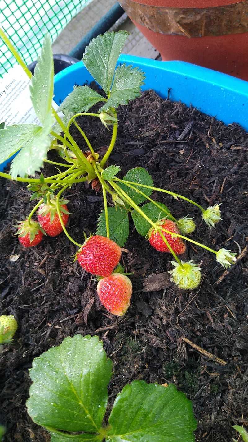 Strawberries Are Hard to Grow