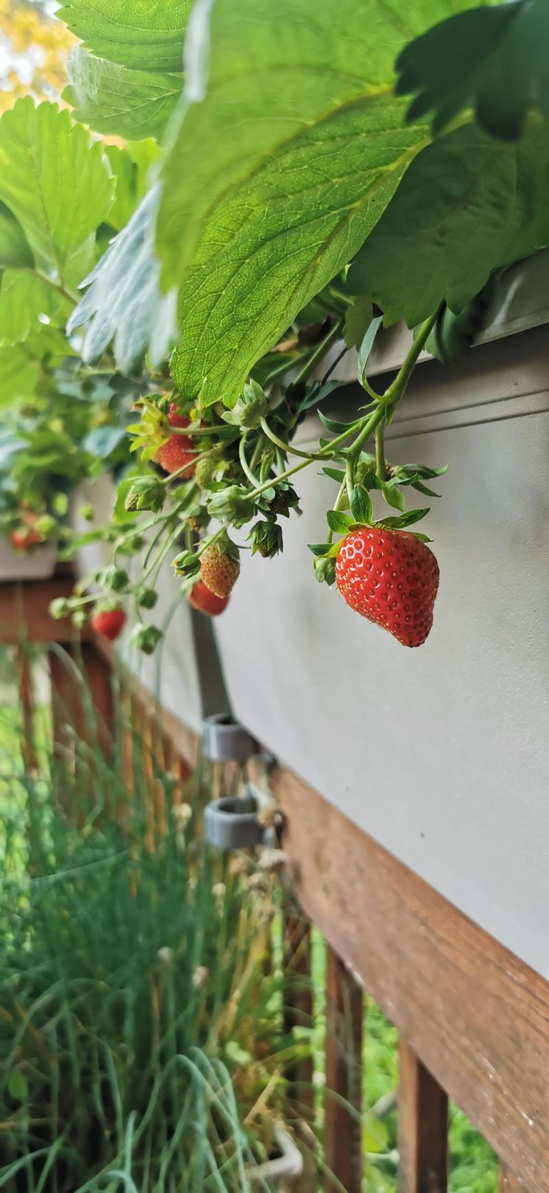 Strawberries Are Native to All Continents