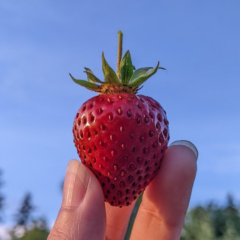 Strawberries Are Pesticide-Free