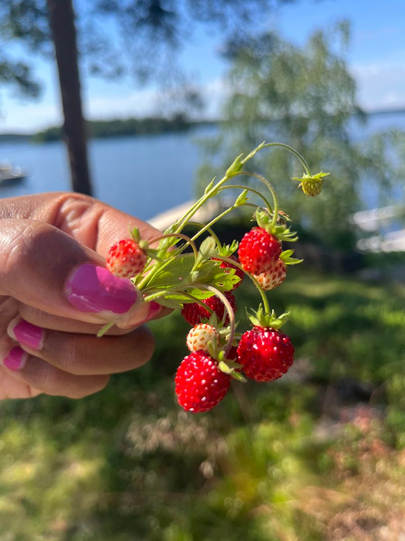 Strawberries Are the Sweetest Fruit