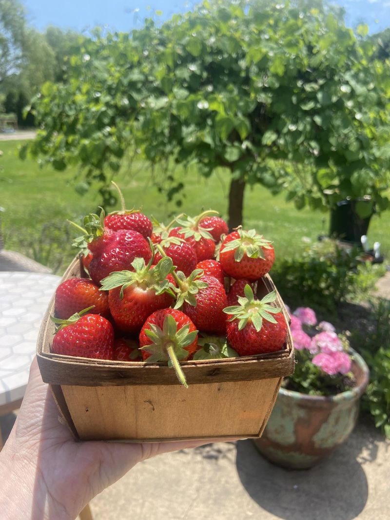 Strawberries Need Plenty of Sun