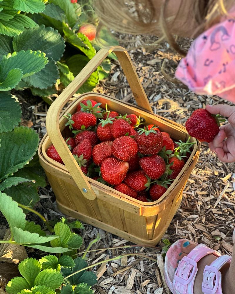 Strawberries Were Always Popular