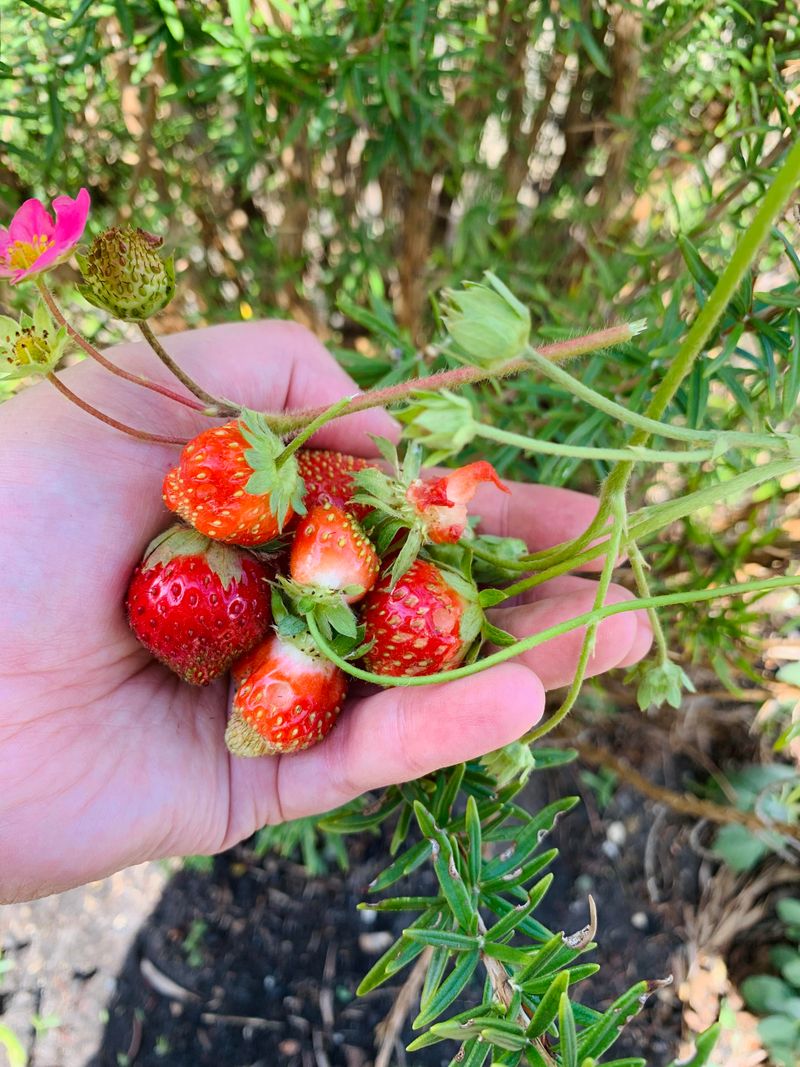 Strawberries Were Named After Straw