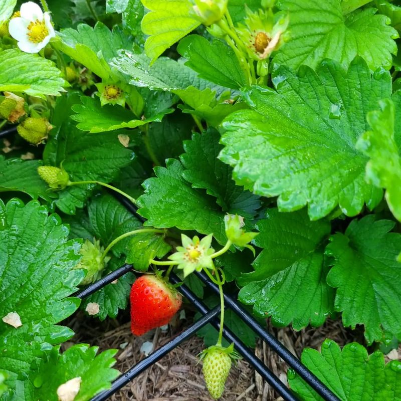 Strawberries