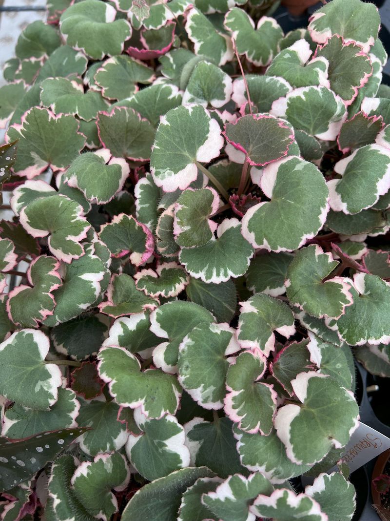 Strawberry Begonia