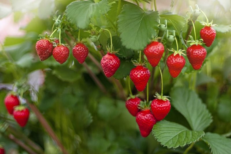 Strawberry Bush