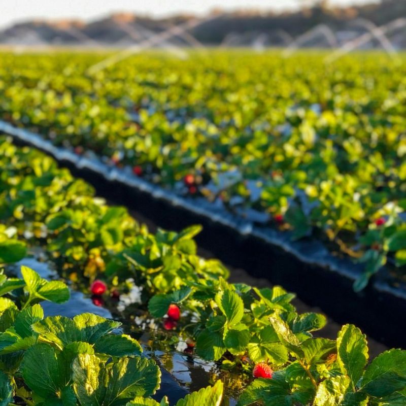 Strawberry Fields