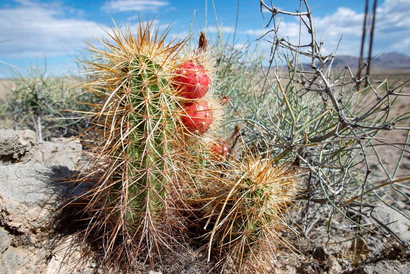 Strawberry Hedgehog Cactus