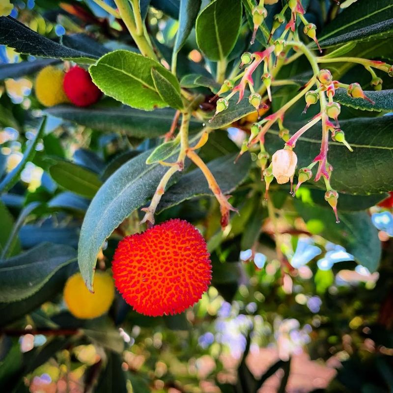 Strawberry Tree