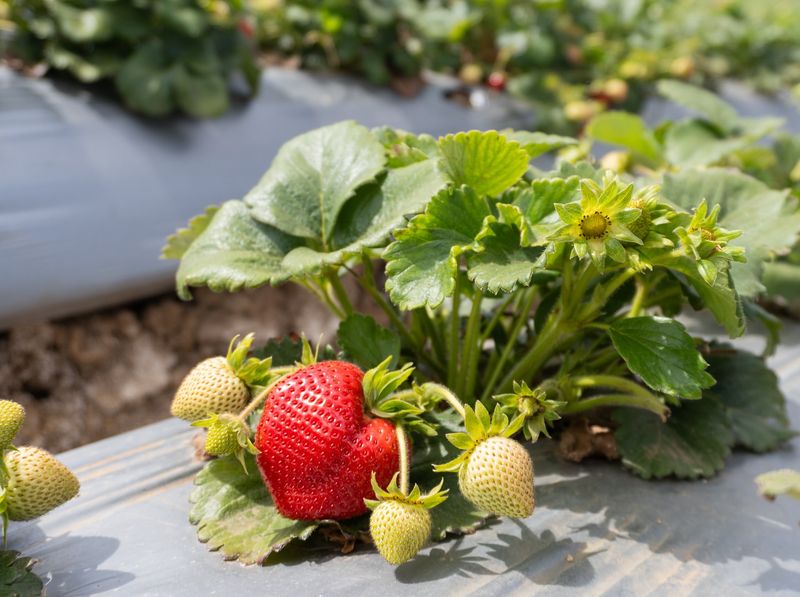 Strawberry