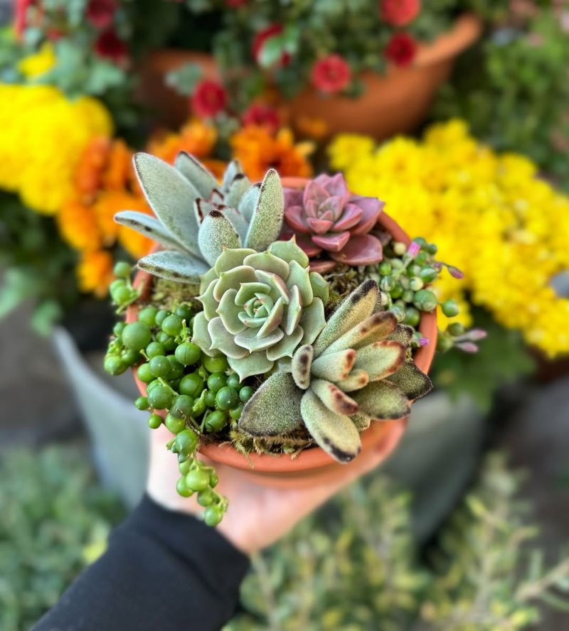 Strengthen Succulents