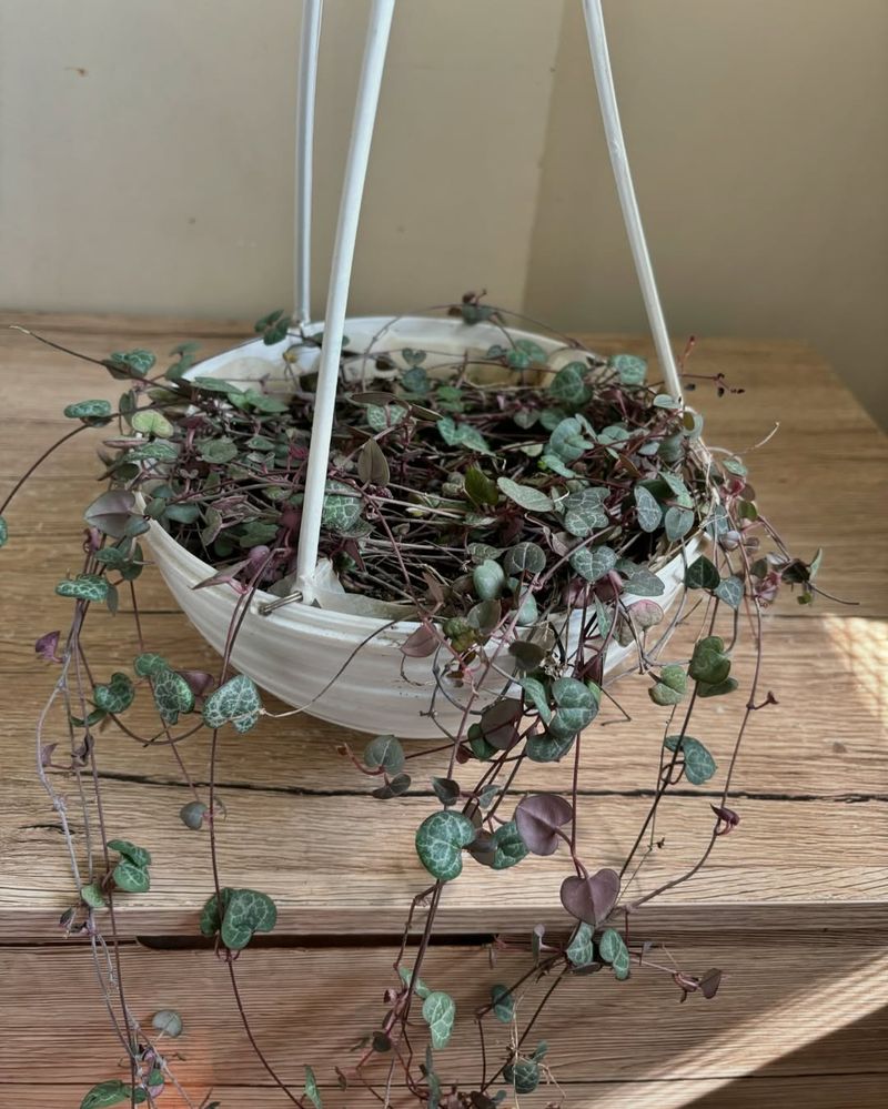 String Of Hearts (Super Easy To Grow)