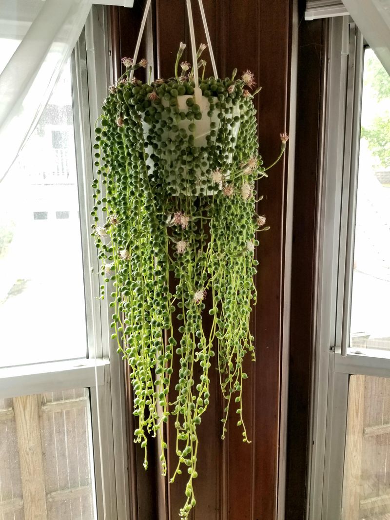 String of Pearls