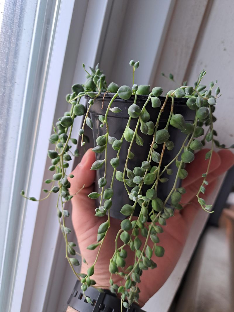 String of Pearls