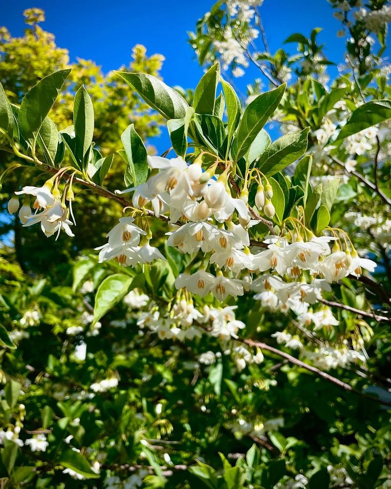 Styrax japonicus