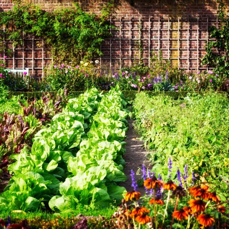 Succession Planting