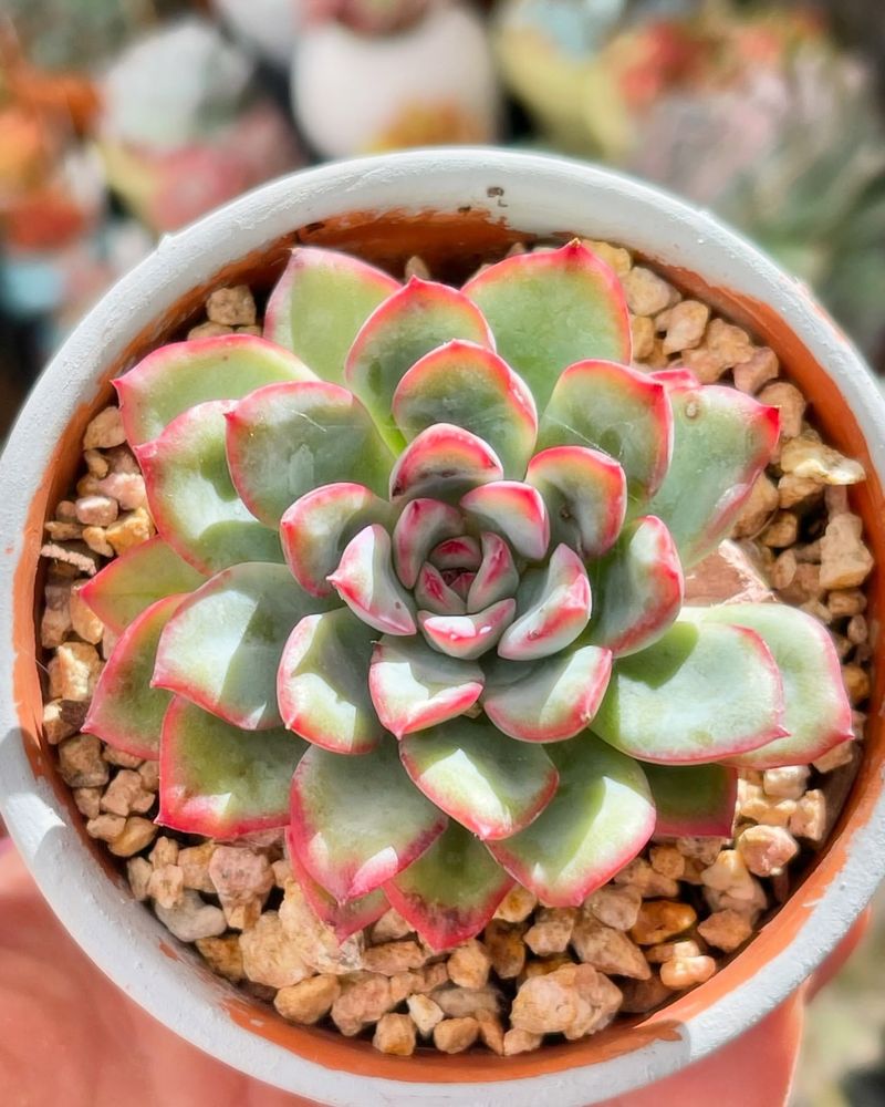 Succulent Echeveria