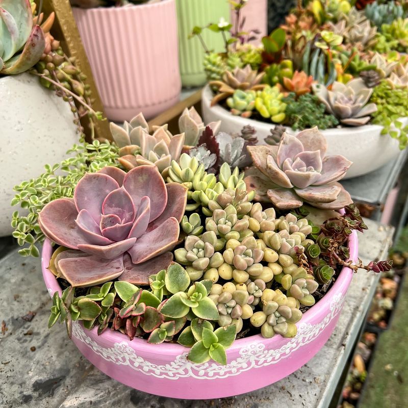 Succulent Mix