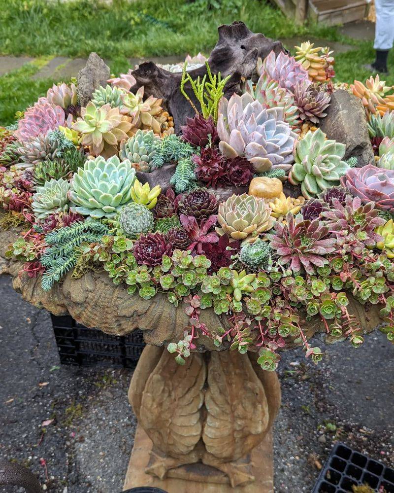 Succulent Rock Garden