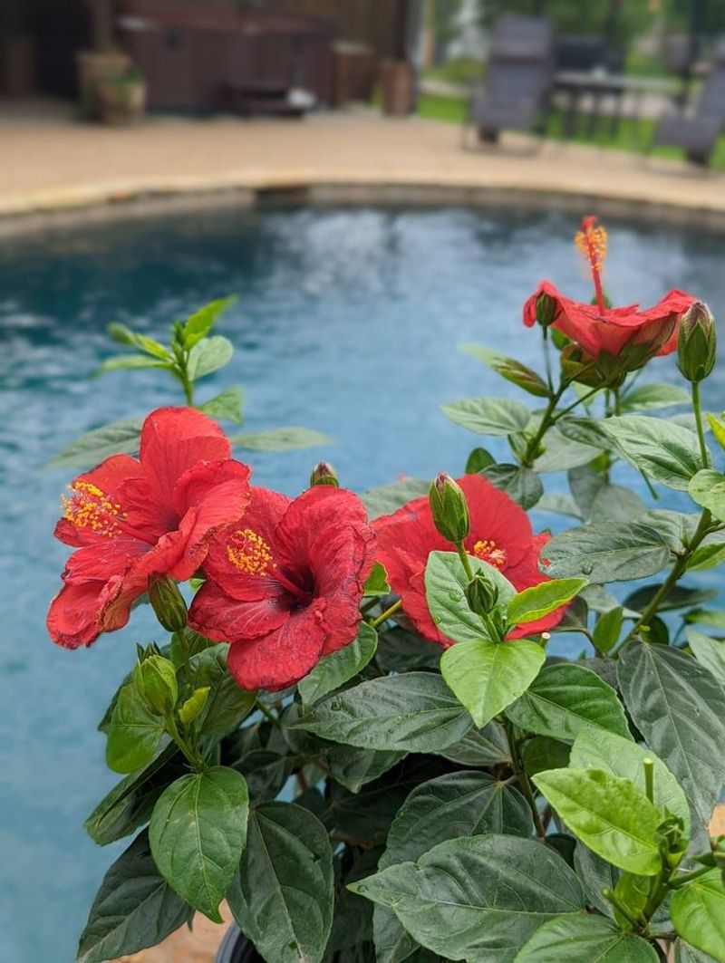 Tropical Hibiscus Plants