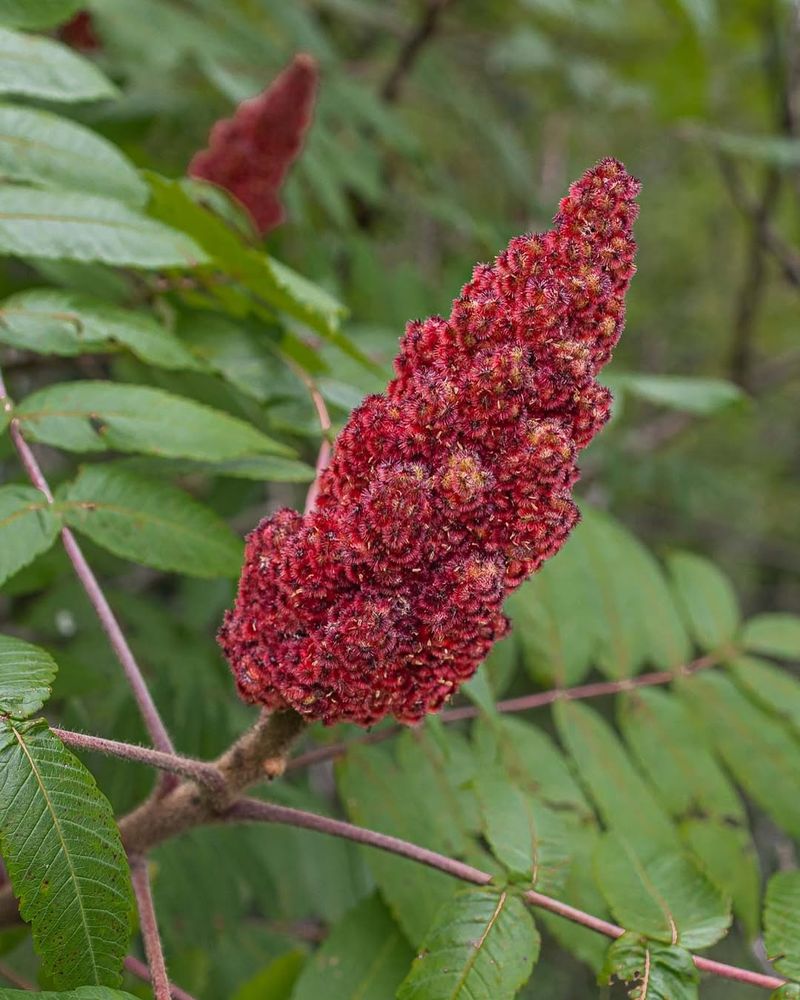 Sumac