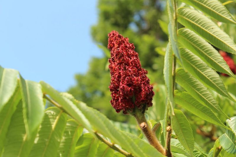 Sumac