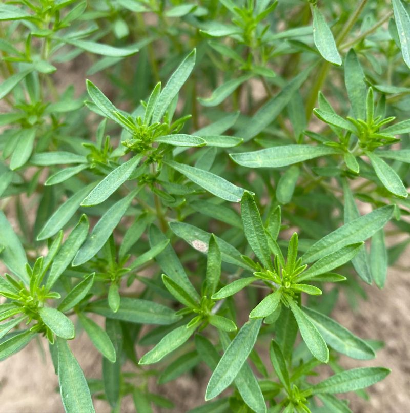 Summer Savory