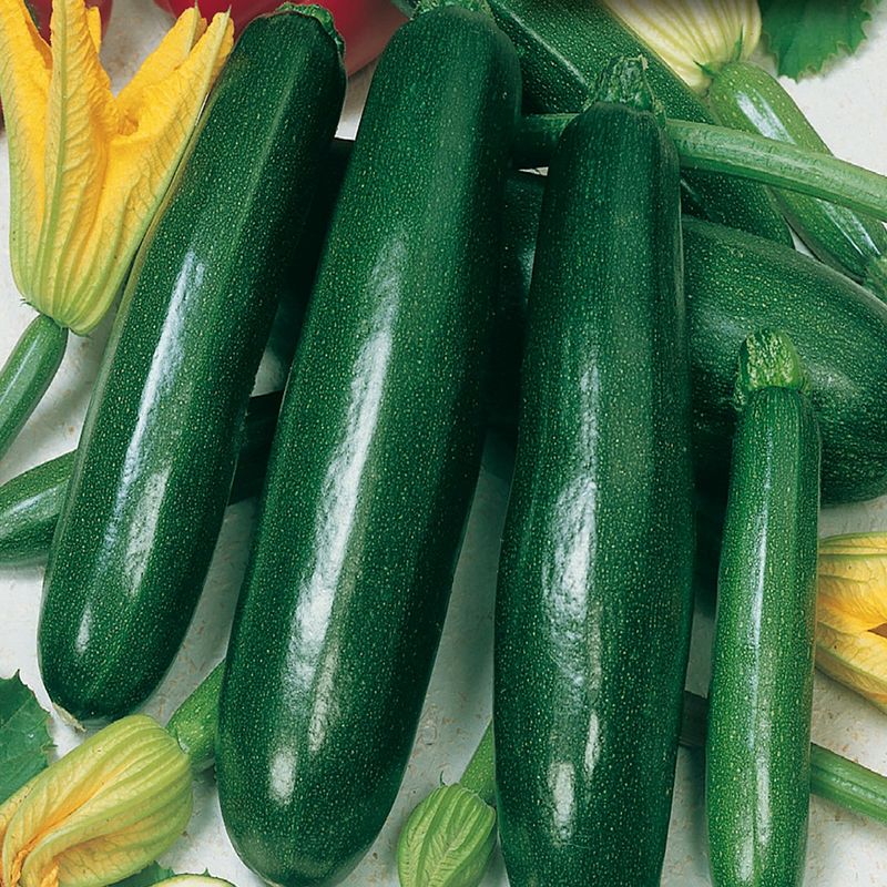 Summer Squash 'Zucchini Elite'