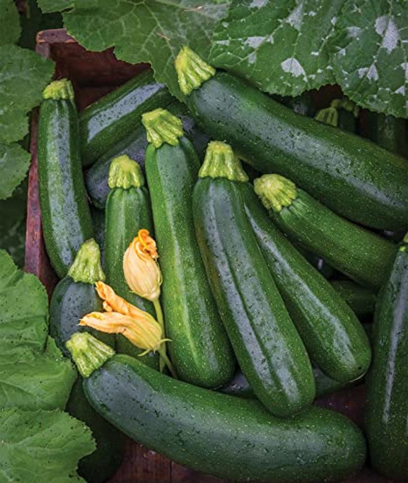 Summer Squash