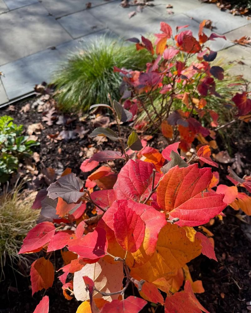 Fothergilla