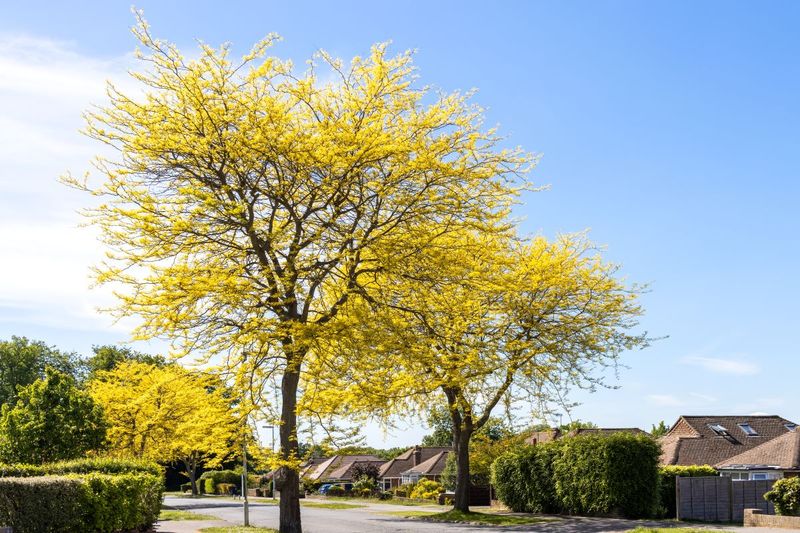 Sunburst Honey Locust