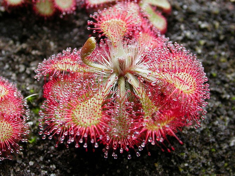 Sundew