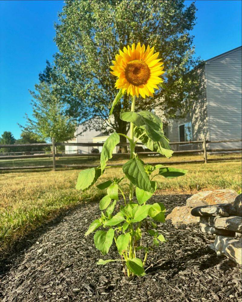 Sunflower