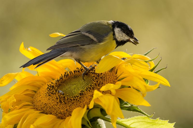 Sunflower