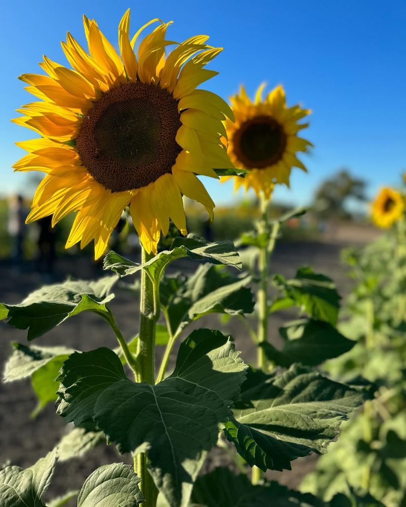 Sunflower