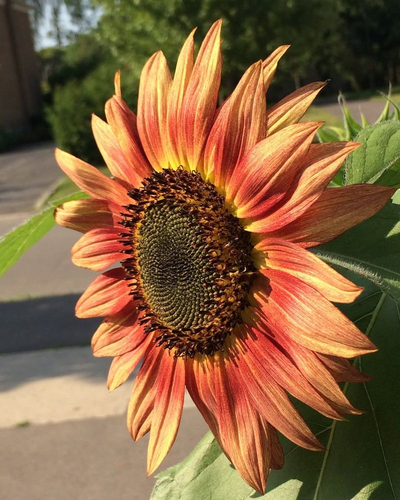 Sunflower (They Love It)