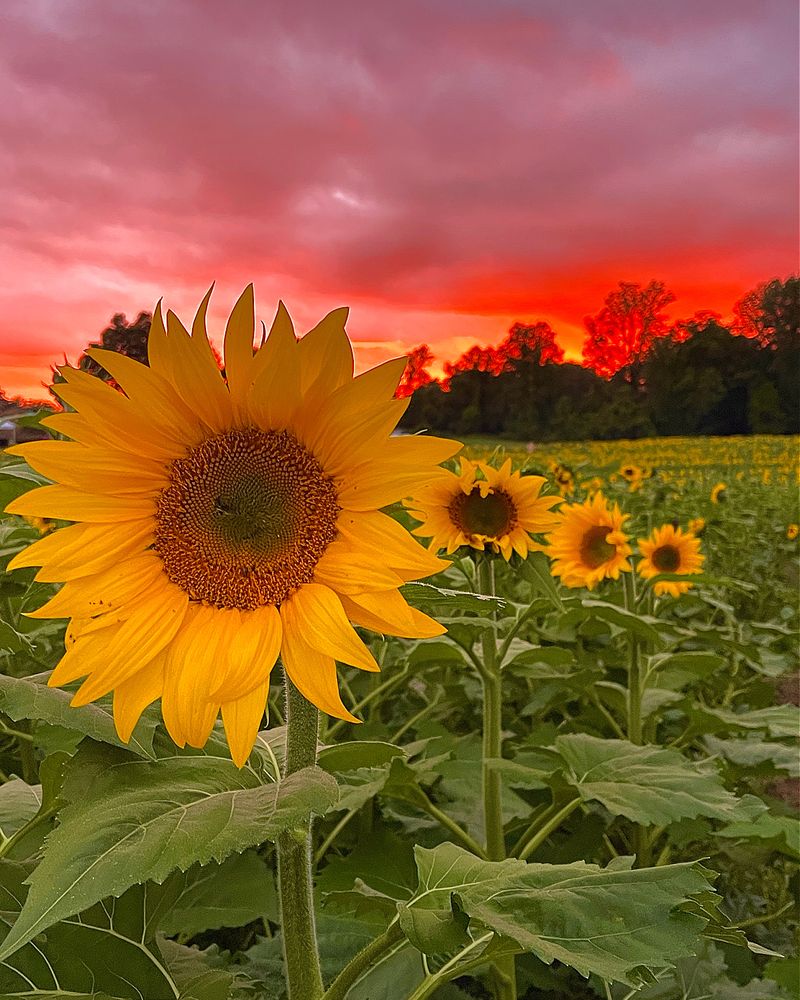 Sunflowers