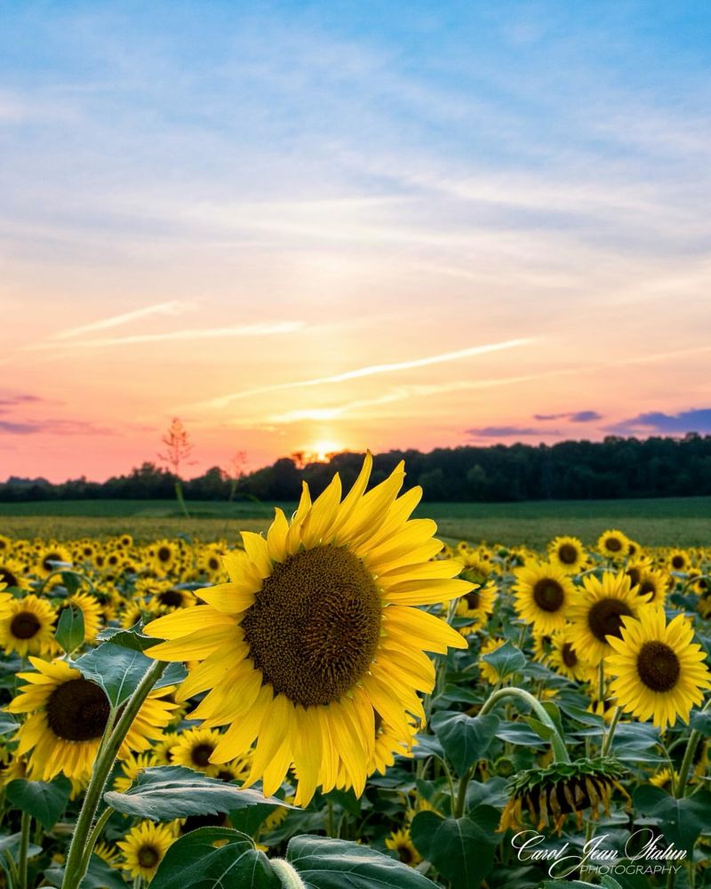 Sunflowers