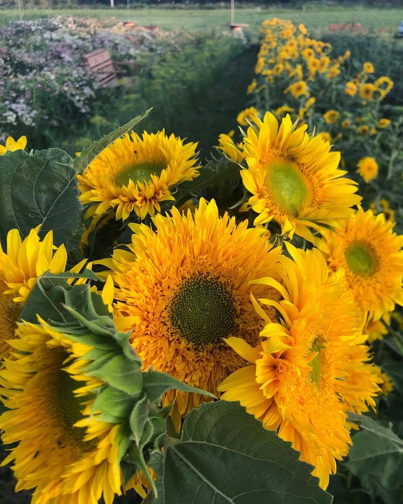 Sunflowers