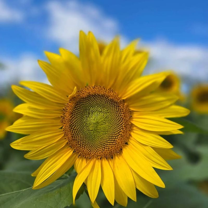 Sunflowers