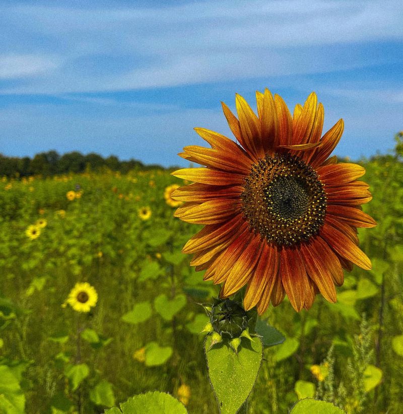 Sunflowers